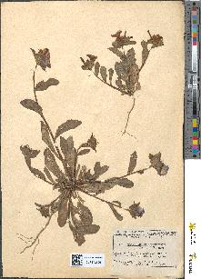 spécimen de Convolvulus sabatius