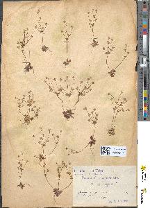 spécimen de Androsace elongata