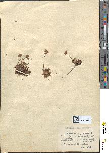 spécimen de Androsace carnea
