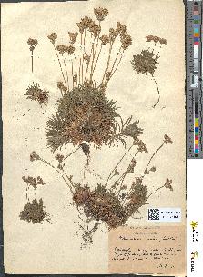 spécimen de Androsace carnea