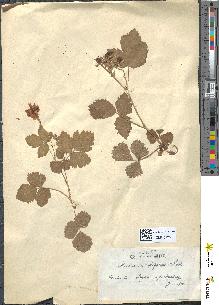 spécimen de Rubus acanthodes