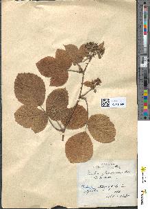 spécimen de Rubus acanthodes