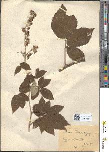spécimen de Rubus acanthodes