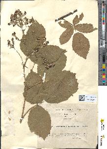 spécimen de Rubus acanthodes