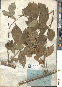 spécimen de Rubus affinis