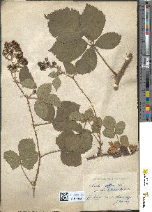 spécimen de Rubus adscitus