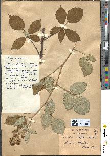 spécimen de Rubus albiflorus
