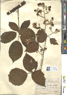 spécimen de Rubus albiflorus