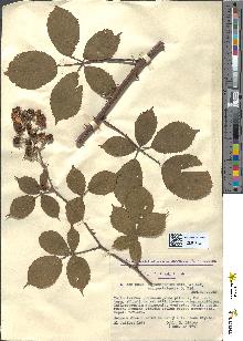 spécimen de Rubus alterniflorus