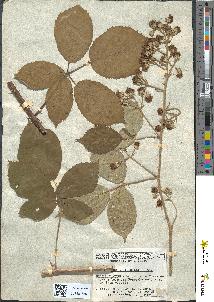 spécimen de Rubus apiculatus