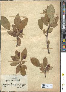 spécimen de Malus communis