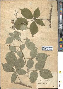 spécimen de Rubus genevieri