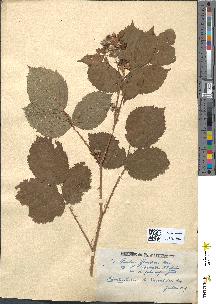 spécimen de Rubus genevieri