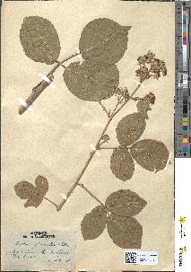 spécimen de Rubus glaucellus