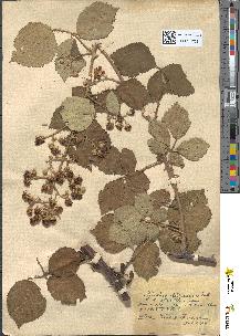 spécimen de Rubus hedycarpus