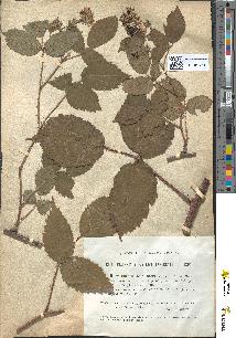 spécimen de Rubus hirtus