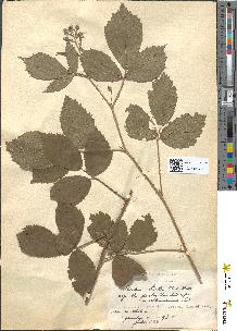 spécimen de Rubus hirtus