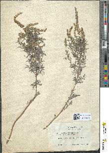 spécimen de Ambrosia tenuifolia
