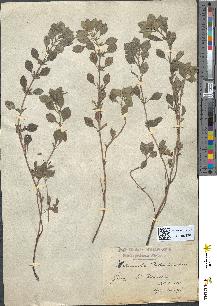 spécimen de Calamintha heterotricha