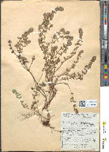 spécimen de Thymus serpyllum