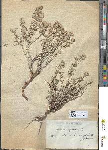 spécimen de Teucrium capitatum