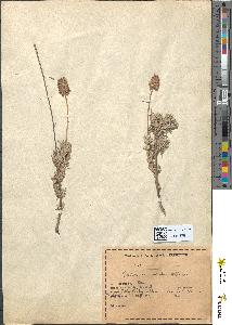 spécimen de Lavandula abrotanoides
