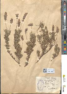 spécimen de Lavandula abrotanoides