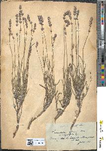 spécimen de Lavandula officinalis
