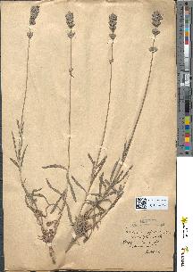 spécimen de Lavandula officinalis