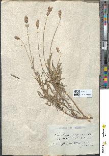 spécimen de Lavandula officinalis