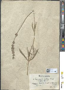 spécimen de Lavandula hybrida