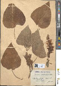 spécimen de Teucrium doumerguei