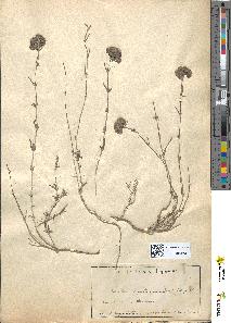 spécimen de Teucrium doumerguei