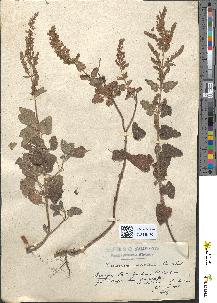 spécimen de Teucrium doumerguei