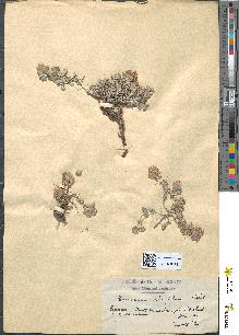 spécimen de Teucrium doumerguei