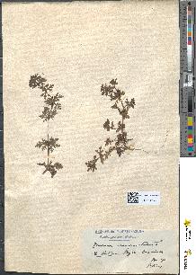 spécimen de Teucrium campanulatum