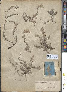spécimen de Teucrium campanulatum