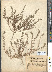 spécimen de Teucrium radicans