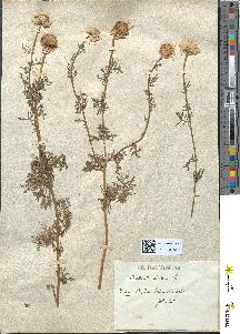 spécimen de Anthemis altissima