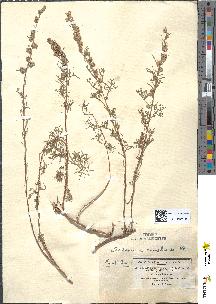 spécimen de Artemisia camphorata