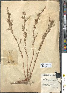 spécimen de Artemisia camphorata