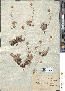 spécimen de Artemisia glacialis