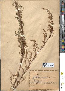 spécimen de Artemisia campestris
