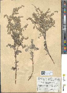 spécimen de Artemisia maritima