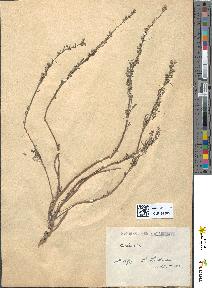 spécimen de Artemisia abrotanum