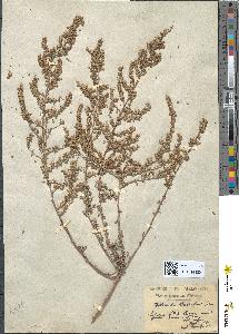 spécimen de Artemisia atlantica