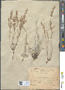 spécimen de Artemisia atlantica