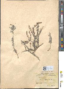 spécimen de Artemisia atlantica