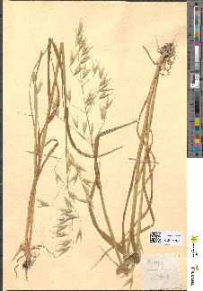 spécimen de Avena sativa