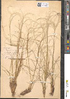 spécimen de Stipa pennata